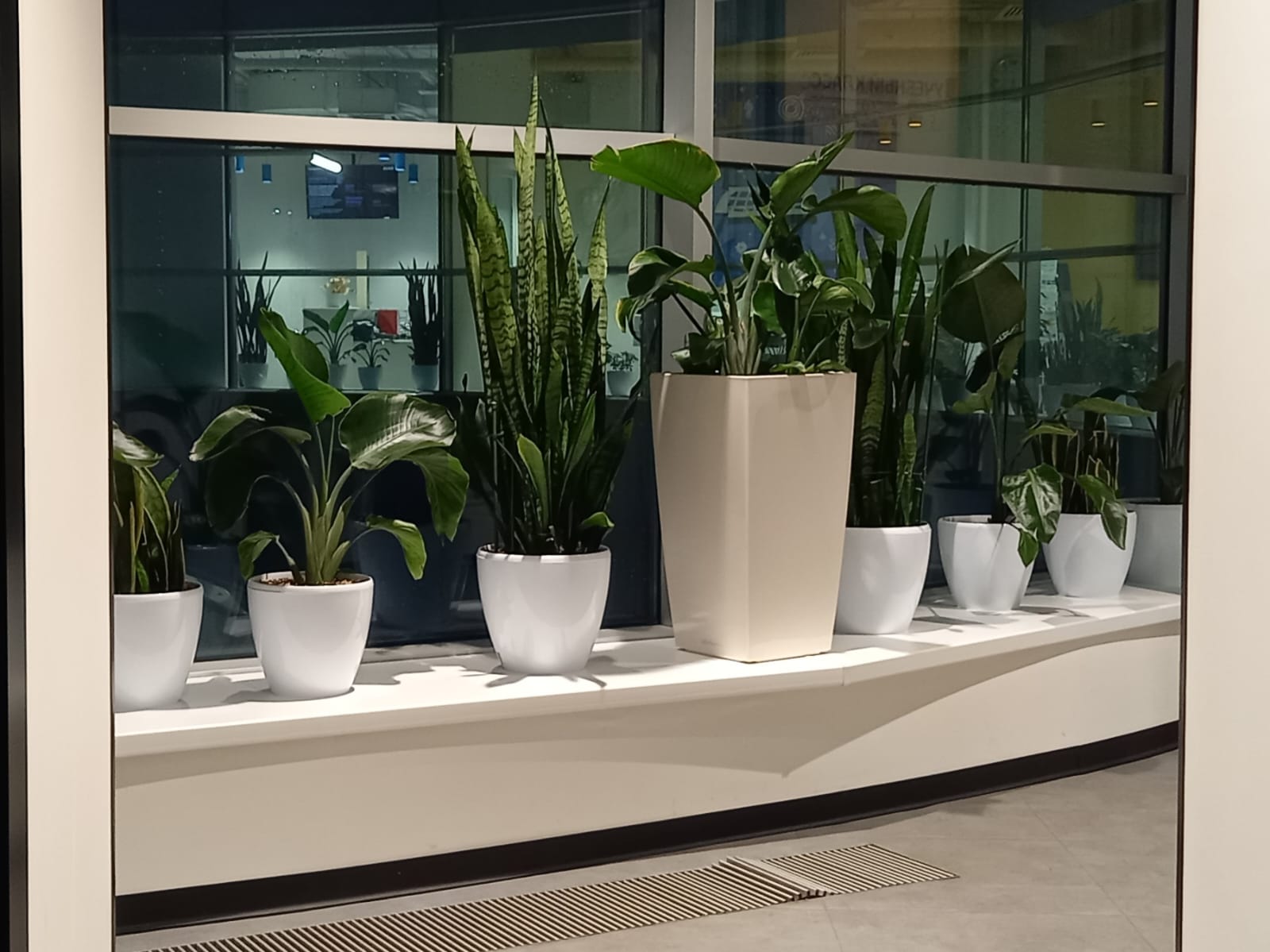 Озеленение офисов
