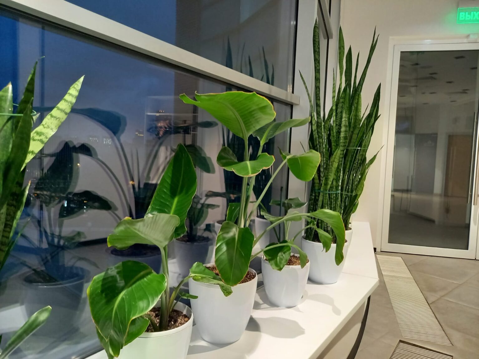 Озеленение офисов