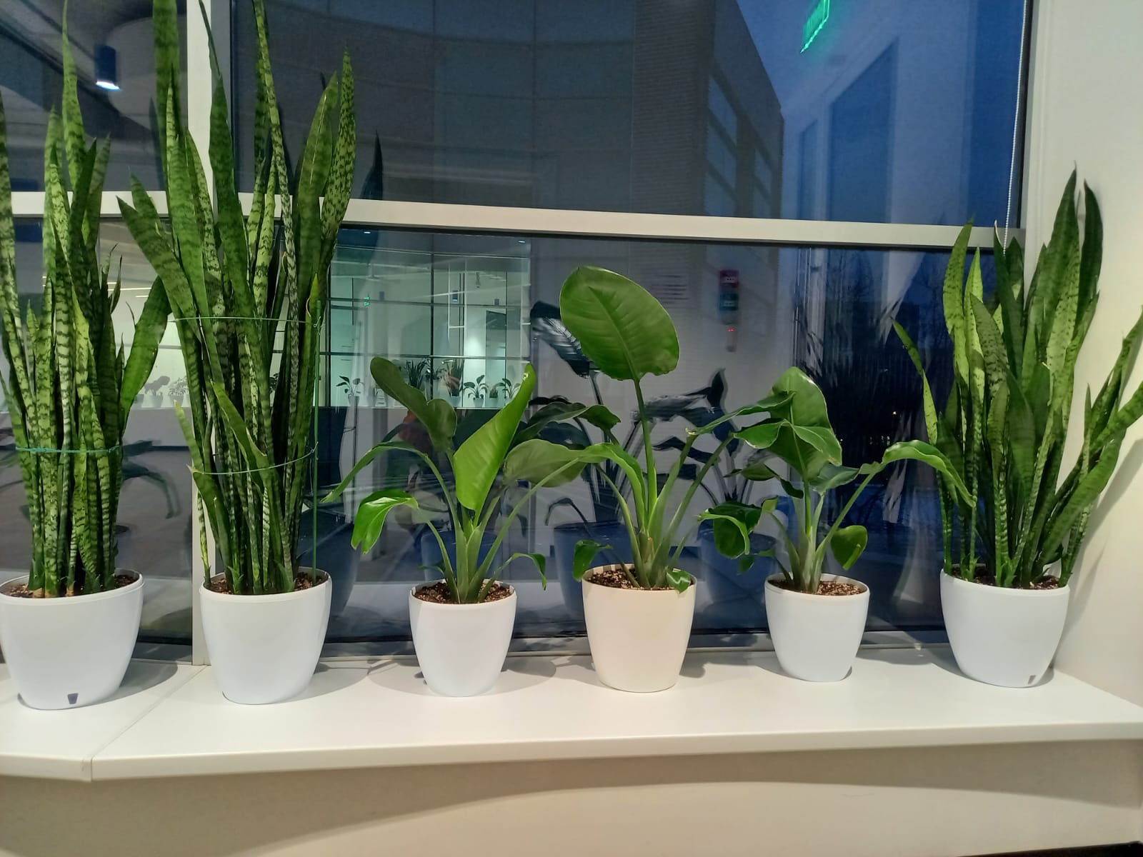 Озеленение офисов