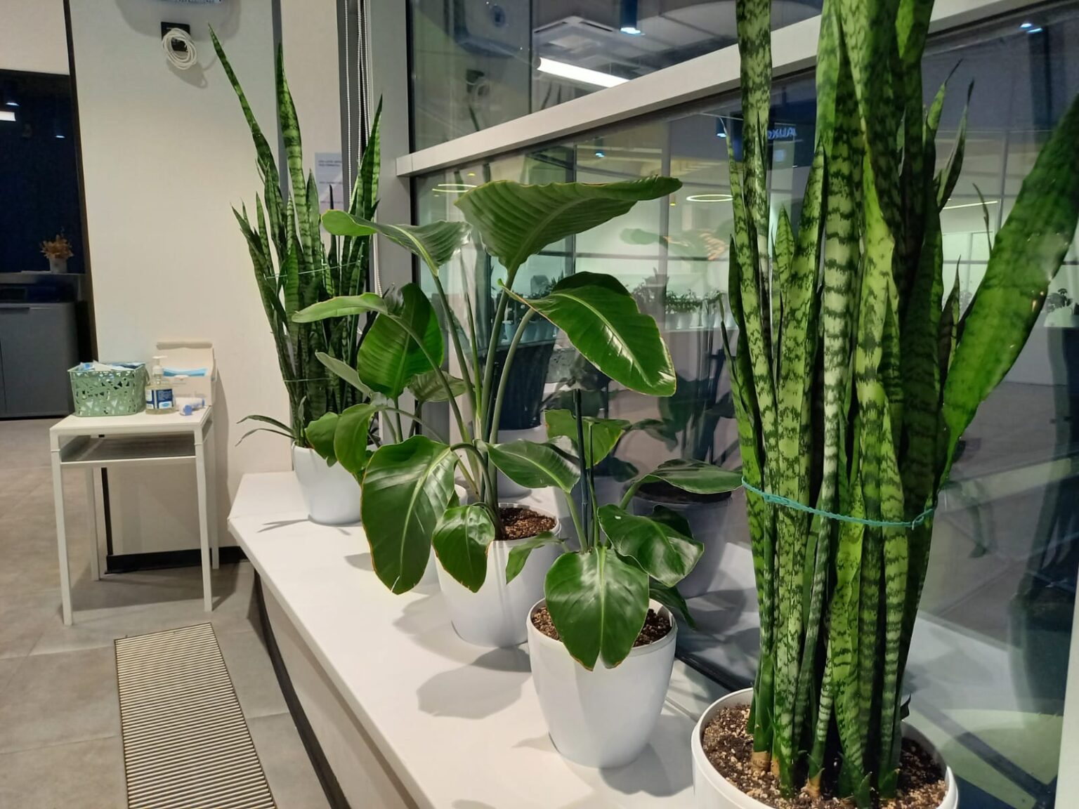 Озеленение офисов