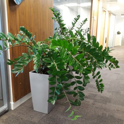 озеленение помещений