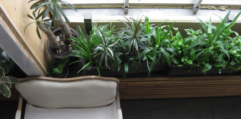 Друзья растений - с любовью и заботой