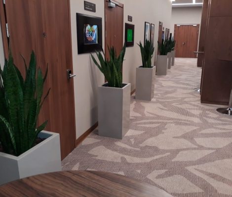 фитодизайн и озеленение помещений