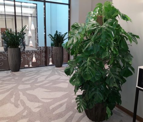 фитодизайн и озеленение помещений